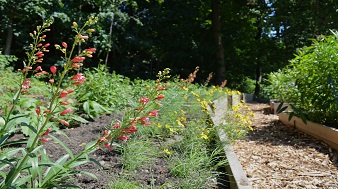 Native Plant Bed Hyatt Park
